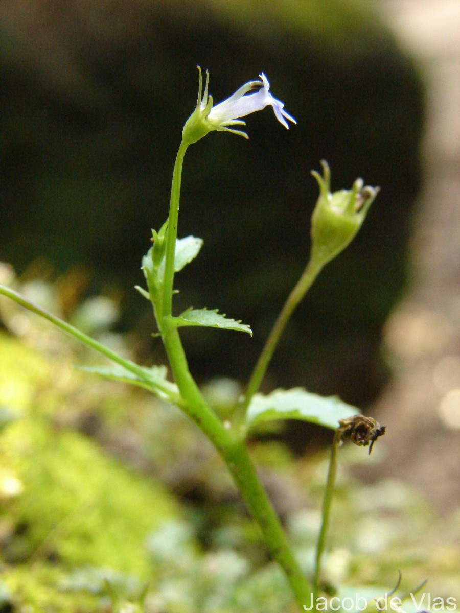 Lobelia alsinoides Lam.